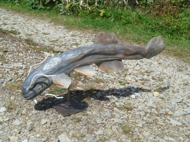 Großer Waller Großer Waller